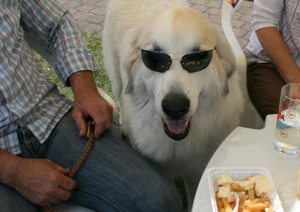 Incognito genieten van Belgische frietjes en een plat waterke